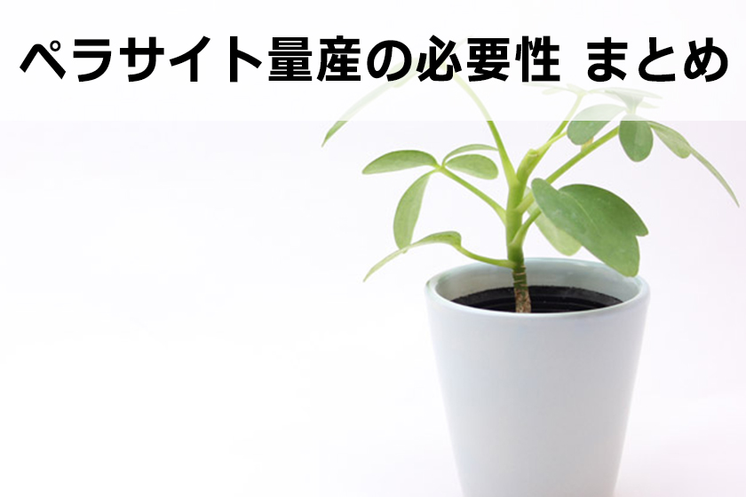 ペラサイト量産の必要性と現在のアフィリエイト